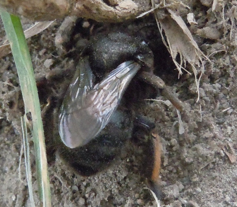 Chalicodoma parietina, femmina (Apidae Megachilinae)